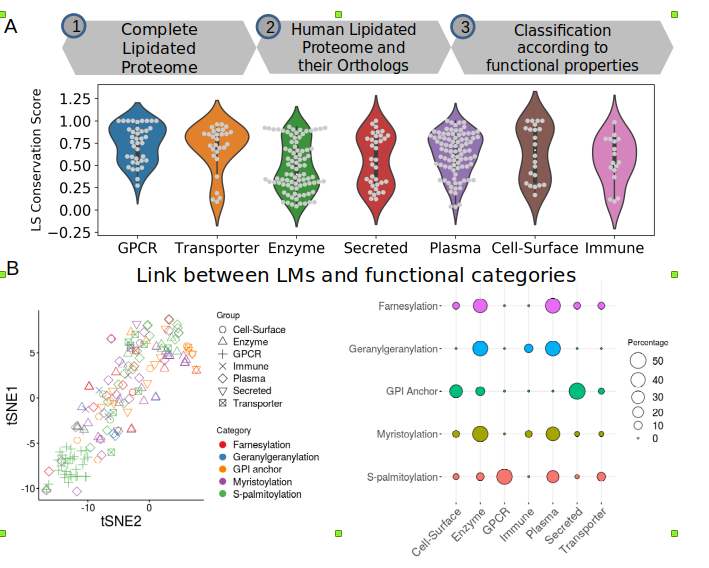 Lipidated